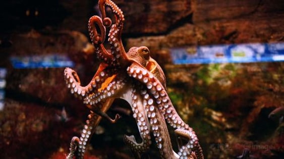Aquarium of the Pacific: admission
