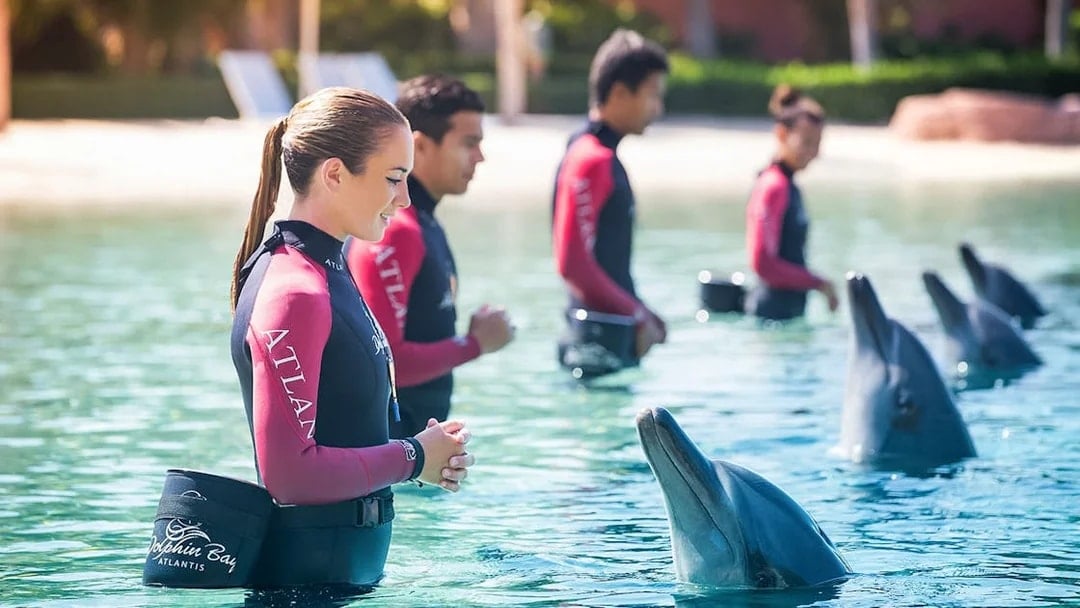 Trainers interacting with dolphins at Atlantis, The Palm, Dubai.