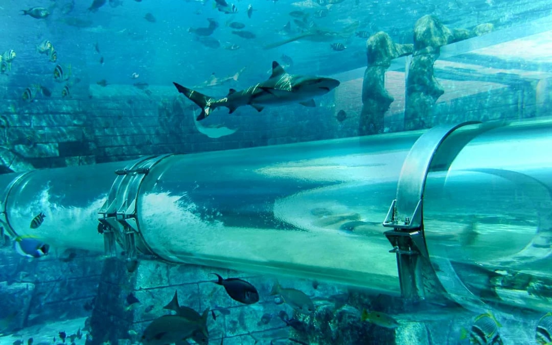 Aquaventure Waterpark Tickets with Dolphin Encounter Image 6