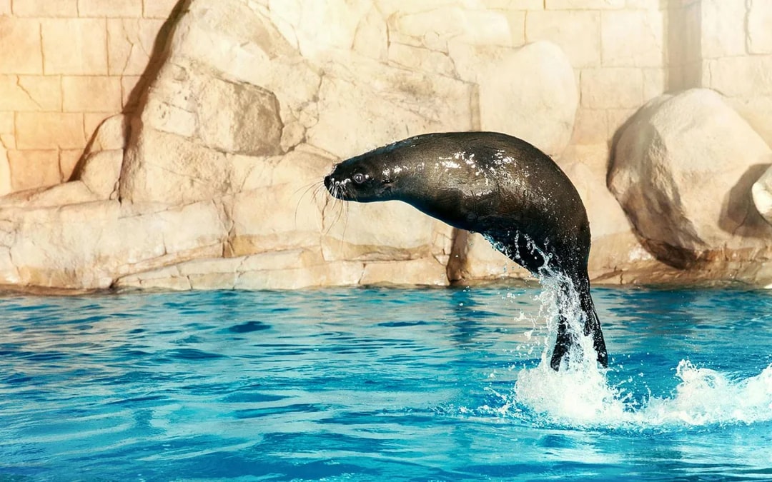 Aquaventure Waterpark Tickets with Sea Lion Encounter Image 3