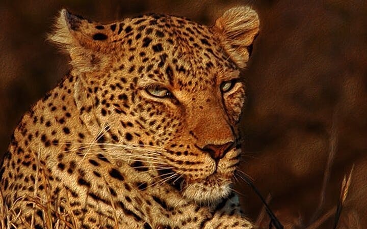 Aquila Game Reserve Safari: Small-Group Big 5 Tour with Hotel Pickup, Park Entry, and Buffet Lunch Image 6