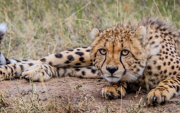 Aquila Game Reserve Safari: Small-Group Big 5 Tour with Hotel Pickup, Park Entry, and Buffet Lunch Image 7