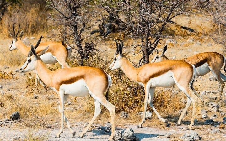 Aquila Game Reserve Safari: Small-Group Big 5 Tour with Hotel Pickup, Park Entry, and Buffet Lunch Image 9