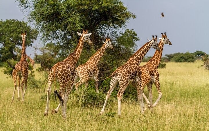 Aquila Game Reserve Safari: Small-Group Big 5 Tour with Hotel Pickup, Park Entry, and Buffet Lunch