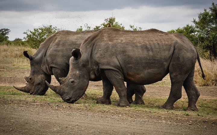 Aquila Private Game Reserve Private Safari Tour with Transfers from Cape Town Image 6