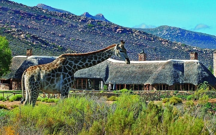 Aquila Private Game Reserve Private Safari Tour with Transfers from Cape Town Image 8