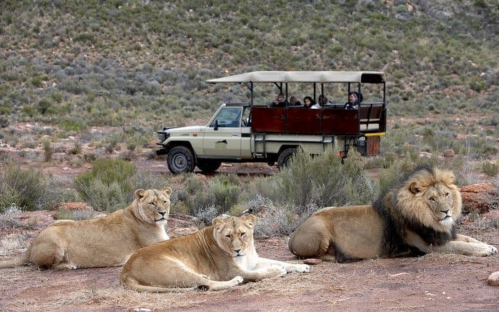 Aquila Private Game Reserve Safari and Buffet Lunch with Shared 4x4 Game Drive Image 7