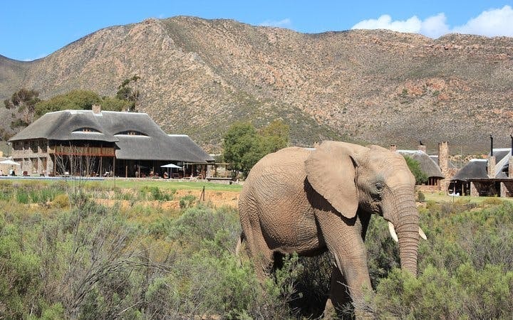Aquila Private Game Reserve Safari and Buffet Lunch with Shared 4x4 Game Drive Image 8