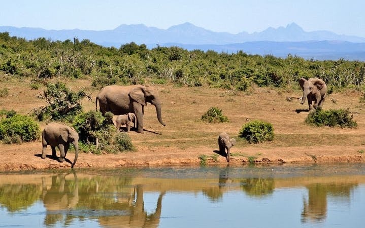 Aquila Private Game Reserve Safari and Buffet Lunch with Shared 4x4 Game Drive Image 9