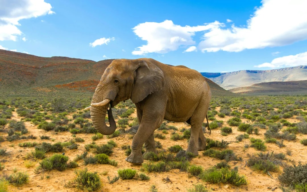 Aquila Private Game Reserve: Sunset Safari Game Drive Ticket Image 4
