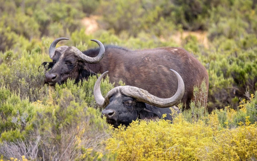 Aquila Private Game Reserve: Sunset Safari Game Drive Ticket Image 5