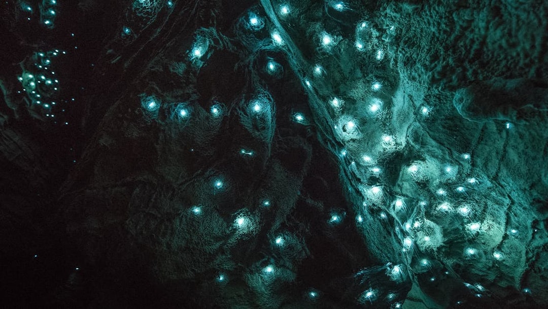Glowworms illuminating the ceiling of Aranui Cave during a guided tour in New Zealand.