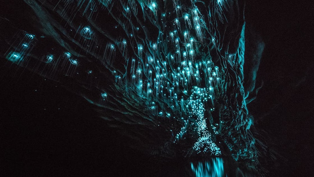 Glowworms illuminating the ceiling of Aranui Cave during a guided tour in New Zealand.