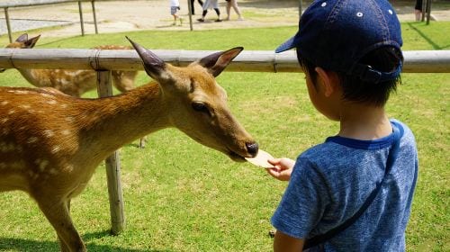 1-day tour to Arashiyama, Nara Park and Fushimi Inari Taisha | Ancient capital sightseeing Day Tours experience image 3