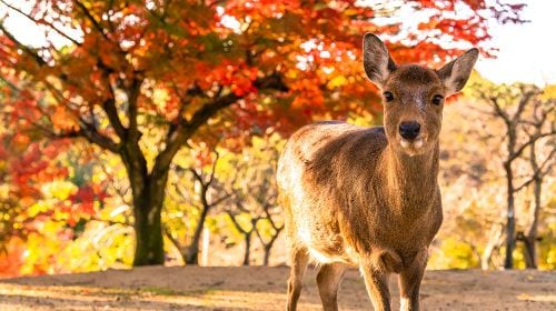 1-day tour to Arashiyama, Nara Park and Fushimi Inari Taisha | Ancient capital sightseeing Day Tours