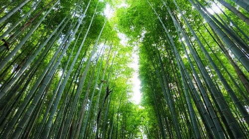 1-day tour to Arashiyama, Nara Park and Fushimi Inari Taisha | Ancient capital sightseeing Day Tours