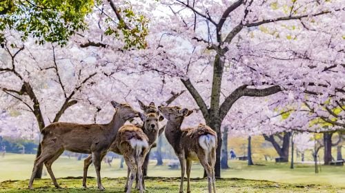 1-day tour to Arashiyama, Nara Park and Fushimi Inari Taisha | Ancient capital sightseeing Day Tours