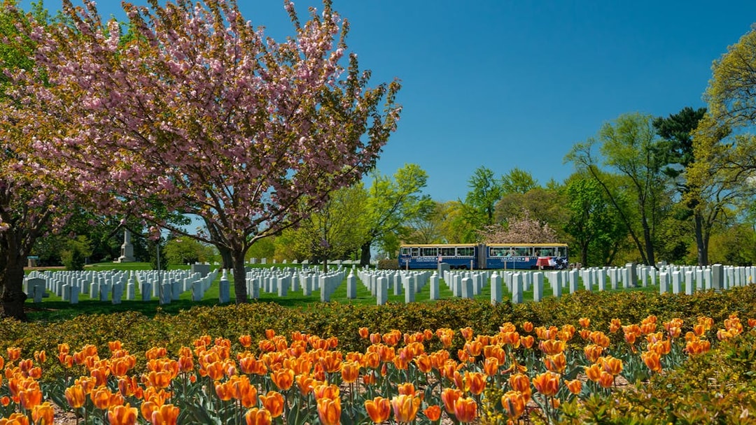 Arlington National Cemetery with blooming tulips and cherry blossoms, tour bus in background.