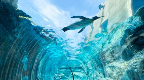 Hokkaido classic 1-day tour: Asahiyama zoo + Shirahige waterfall + Shirogane blue pond (Aoiike) + Forest elf terrace Day Tours