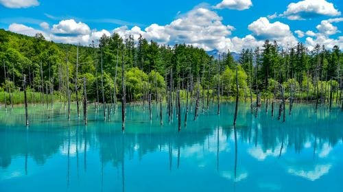 Hokkaido classic 1-day tour: Asahiyama zoo + Shirahige waterfall + Shirogane blue pond (Aoiike) + Forest elf terrace Day Tours