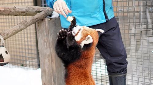 Hokkaido classic 1-day tour: Asahiyama zoo + Shirahige waterfall + Shirogane blue pond (Aoiike) + Forest elf terrace Day Tours