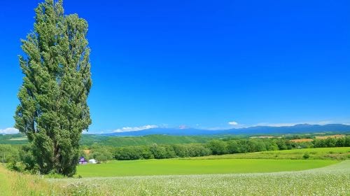 Hokkaido classic 1-day tour: Asahiyama zoo + Shirahige waterfall + Shirogane blue pond (Aoiike) + Forest elf terrace Day Tours