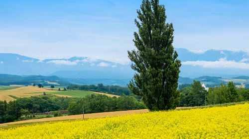 Hokkaido classic 1-day tour: Asahiyama zoo + Shirahige waterfall + Shirogane blue pond (Aoiike) + Forest elf terrace Day Tours