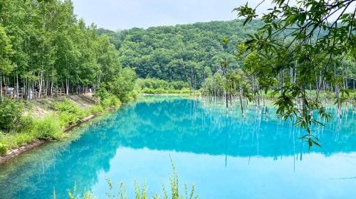 Hokkaido Asahiyama Zoo + Shirogane Blue Pond (Aoiike) + Shirahige Waterfall + Ningle Terrace 1-day tour Day Tours experience image 3