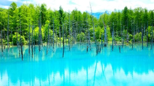 Hokkaido Asahiyama Zoo + Shirogane Blue Pond (Aoiike) + Shirahige Waterfall + Ningle Terrace 1-day tour Day Tours