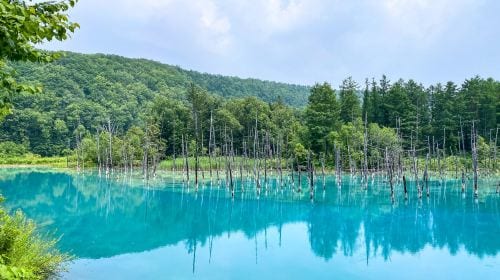 Hokkaido Asahiyama Zoo + Shirogane Blue Pond (Aoiike) + Shirahige Waterfall + Ningle Terrace 1-day tour Day Tours
