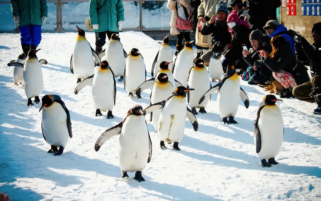 Asahiyama Zoo Tickets