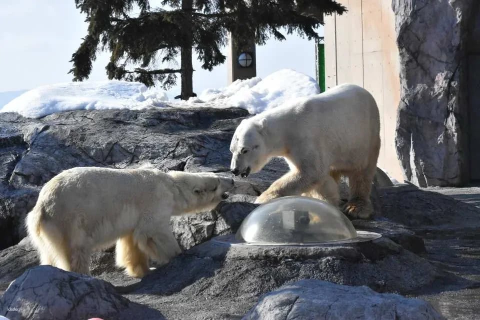 Asahiyama Zoo Tickets - Hokkaido