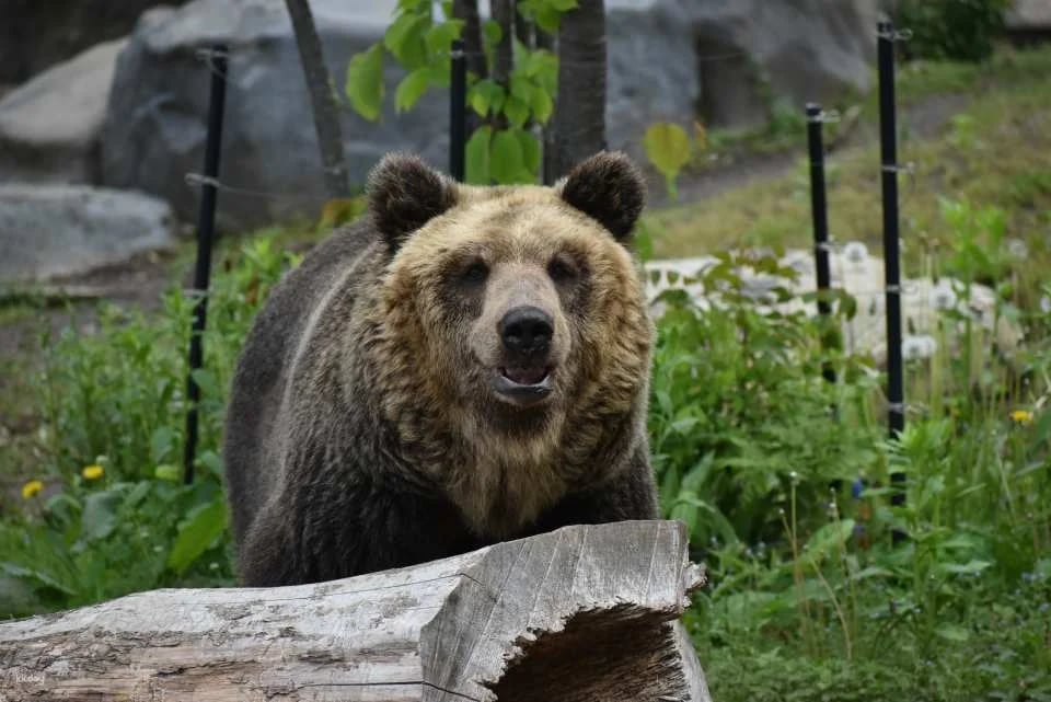 Asahiyama Zoo Tickets | Hokkaido
