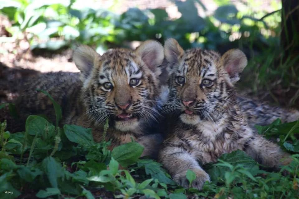 Asahiyama Zoo Tickets | Hokkaido