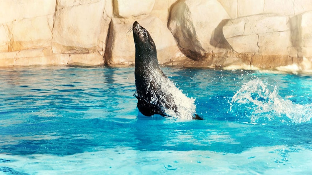 Sea lion swimming at Atlantis, Dubai.