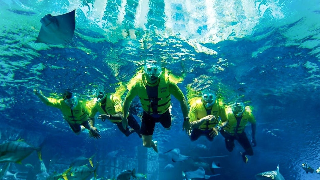 Tourists snorkeling with ocellated eagle rays in clear blue water.