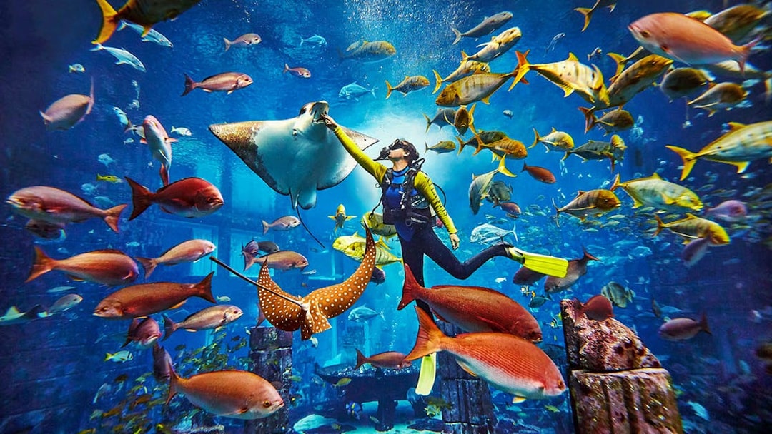 Tourist snorkeling with fish and stingrays at Atlantis aquarium.
