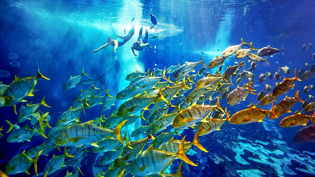 Couple snorkeling with fish at Atlantis, Bahamas.