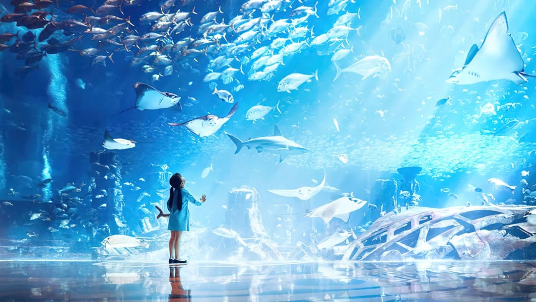 Child observing marine life at The Lost Chambers Aquarium.