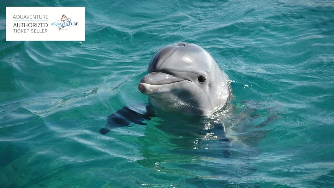 Dolphin swimming in clear blue water at Aquaventure.
