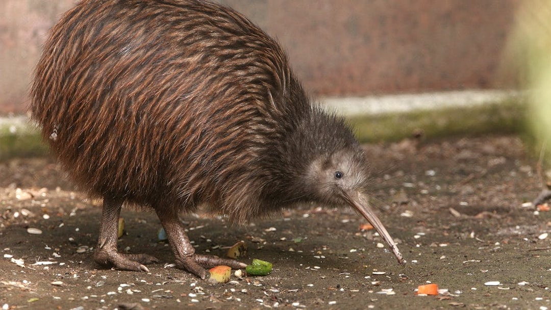 Kiwi bird in natural habitat, part of a small group tour from Auckland exploring New Zealand wildlife.