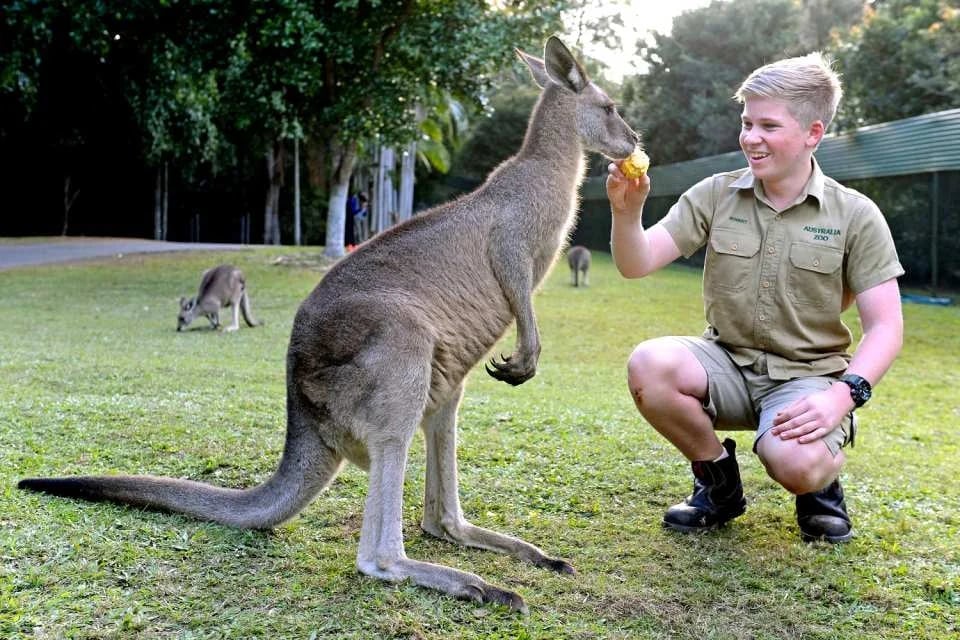 Australia Zoo Entry with Brisbane City Transfers | Australia