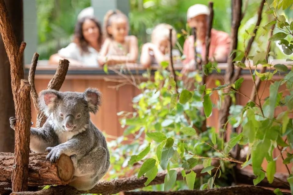 Australia Zoo Entry with Brisbane City Transfers | Australia