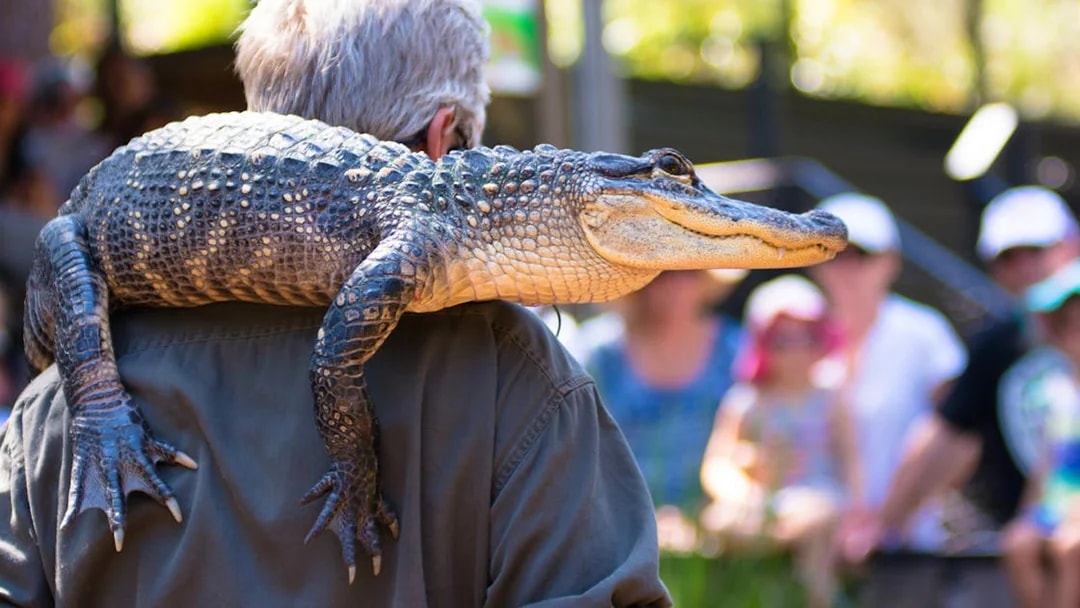 Man holding a crocodile at Australian Reptile Park demonstration.