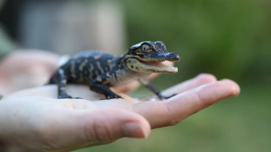 Baby crocodile held in hand at Australian Reptile Park.