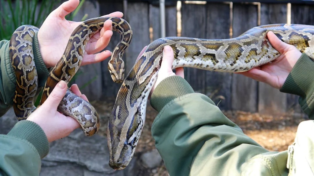 Hands holding a python at Australian Reptile Park.
