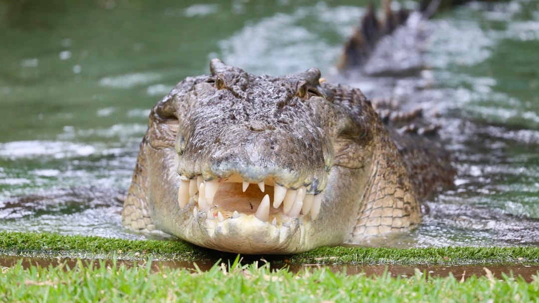 Crocodile emerging from water at Australian Reptile Park.