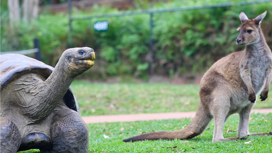 Tortoise and kangaroo at Australian Reptile Park.