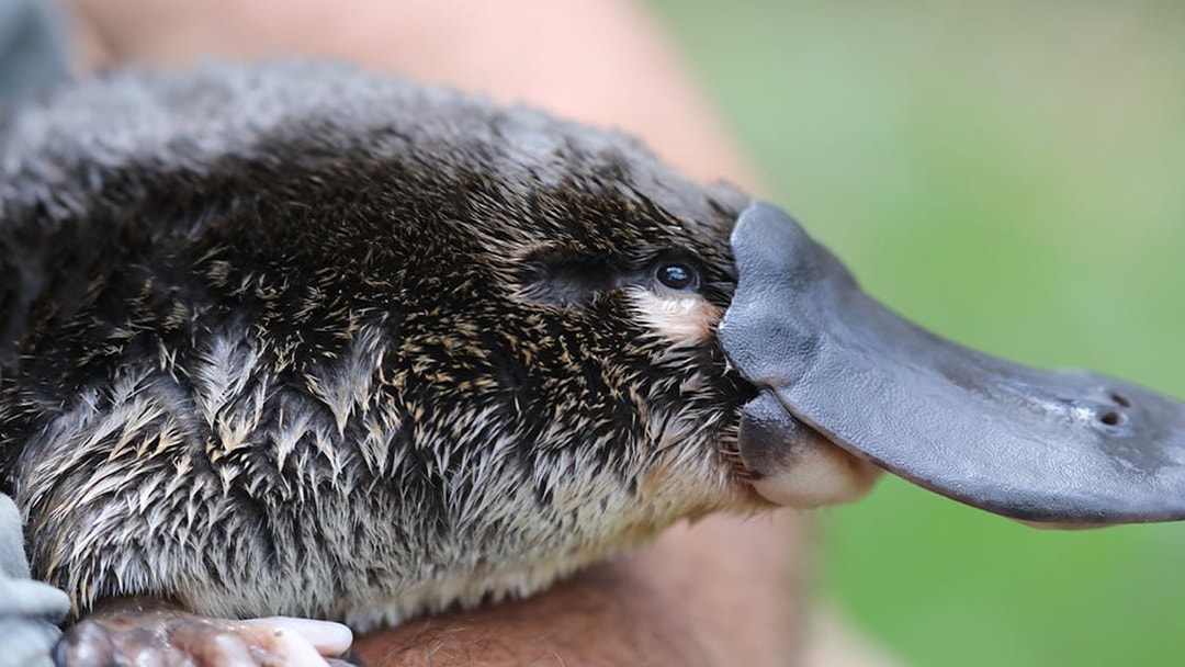 Platypus at Australian Reptile Park, New South Wales.