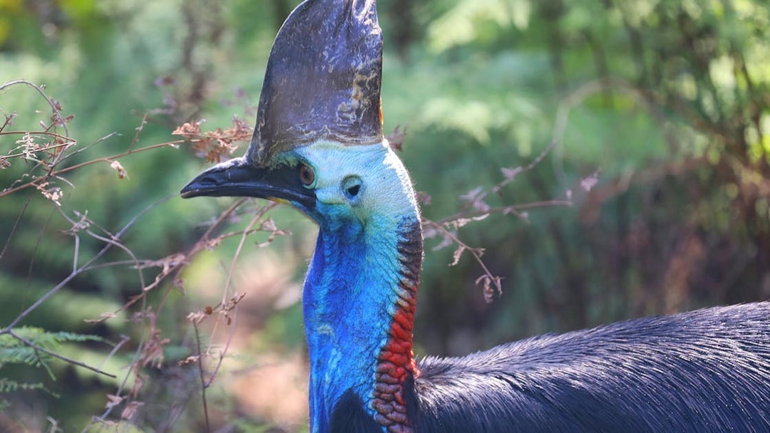 Cassowary in natural habitat at Australian Reptile Park.